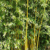 Bambus - Gartenbambus - Phyllostachys aureosulcata spectabilis
