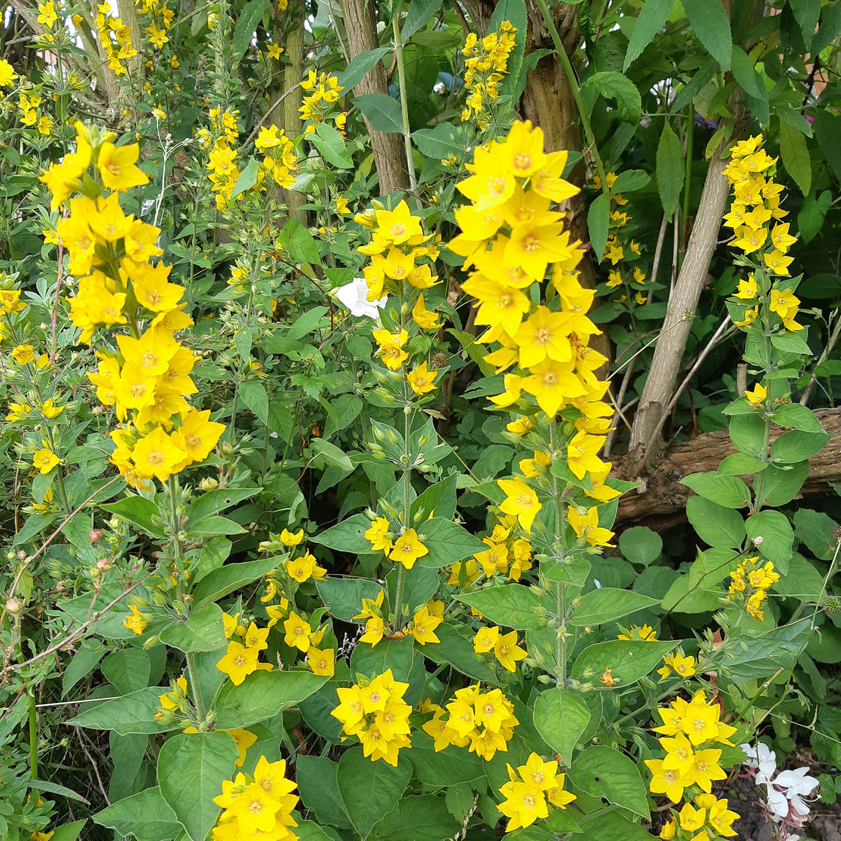 Gepunkteter Gilbweiderich - Lysimachia punctata - Willemse