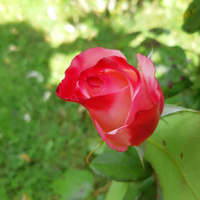 Edelrose 'Nostalgie'