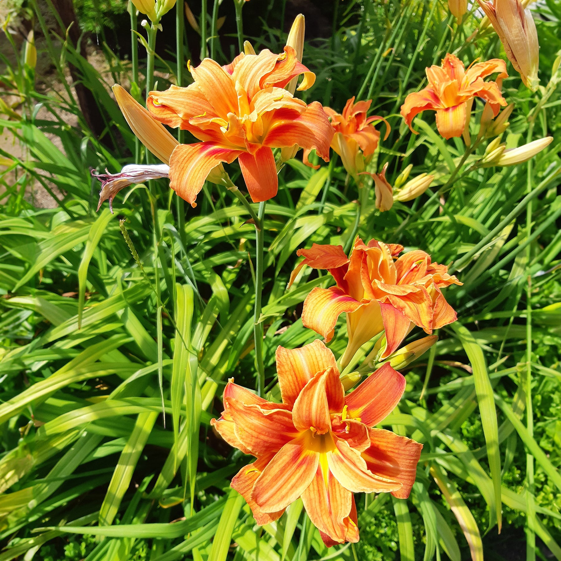 Gelbe Taglilie 'Flore Pleno'