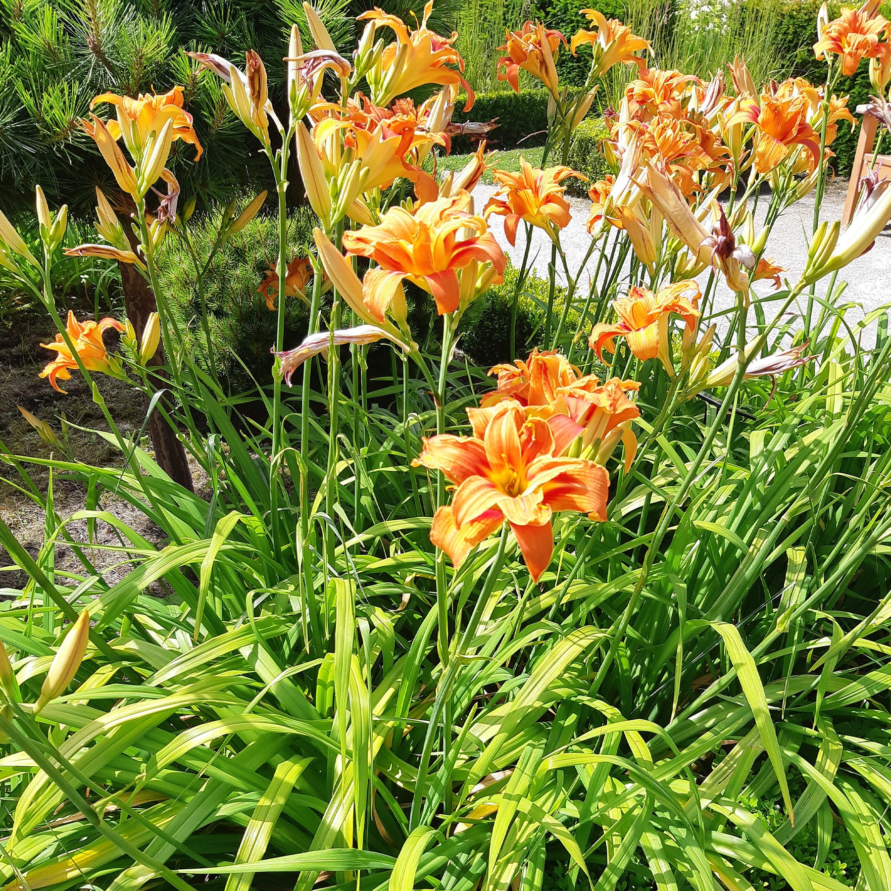 Gelbe Taglilie 'Flore Pleno' - Hemerocallis fulva flore pleno - Willemse