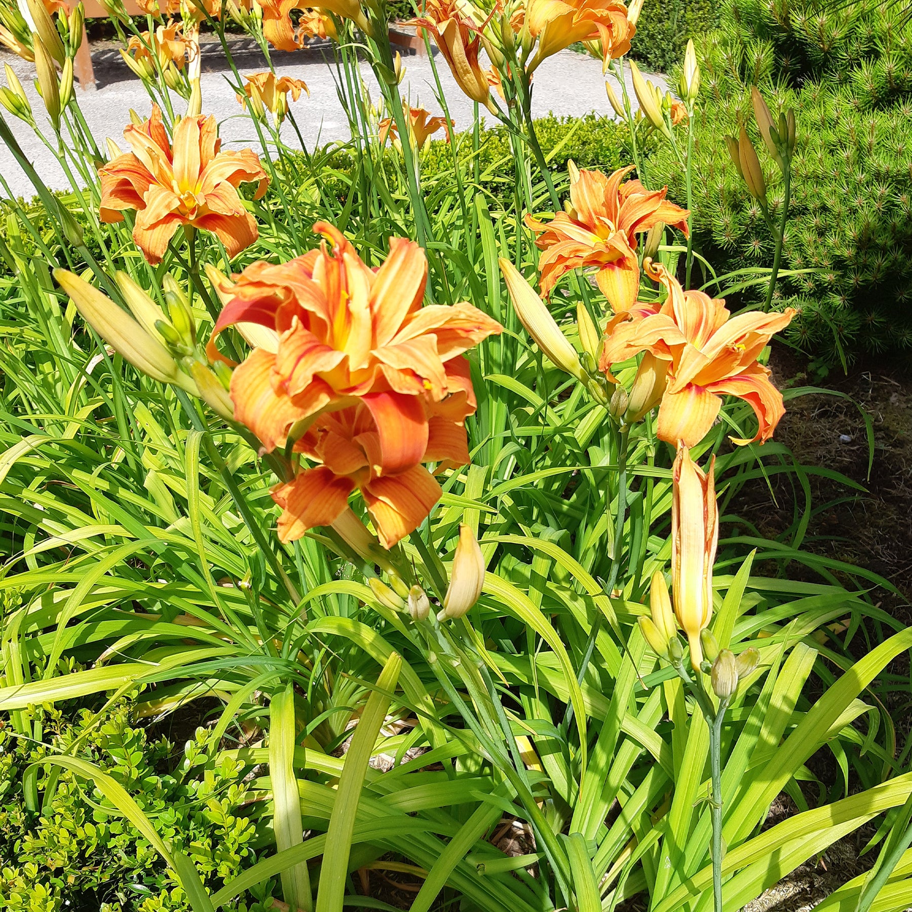 Gelbe Taglilie 'Flore Pleno'
