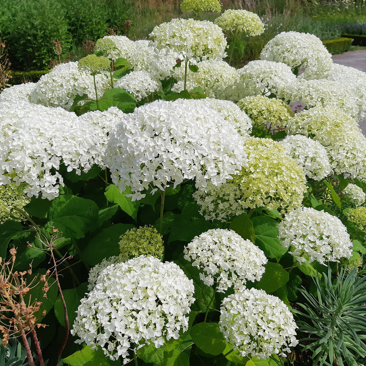 Hortensien - Hortensie 'Strong Annabelle' - Hydrangea arborescens 'strong annabelle'