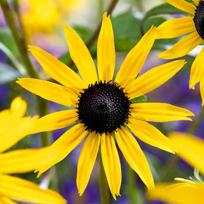 Verkauf Sonnenhut ‘Goldsturm’ - Rudbeckia fulgida Goldsturm