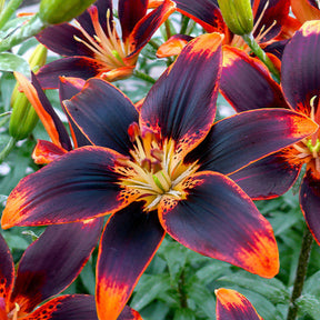 Asiatische Lilie Forever Susan (x5) - Willemse