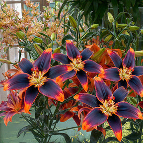 Lilium Forever Susan - Asiatische Lilie Forever Susan (x5) - Lilien-Zwiebeln