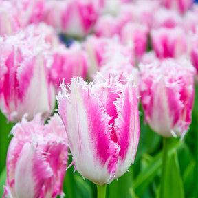 Gefranste Tulpe Huis ten Bosch (x20) - Willemse