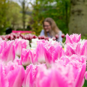 Gefranste Tulpe Huis ten Bosch (x20) - Tulipa Huis ten Bosch - Willemse