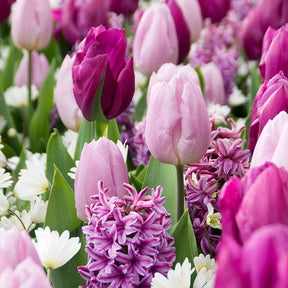 Blumenzwiebel-Mischung 'Royal Purple' (x25) - Hyacinthus, Tulipa, Anemone - Willemse