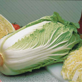 Brassica rapa pekinensis pe-tsai - Chinakohl Pe-Tsai - Samen für Kohl