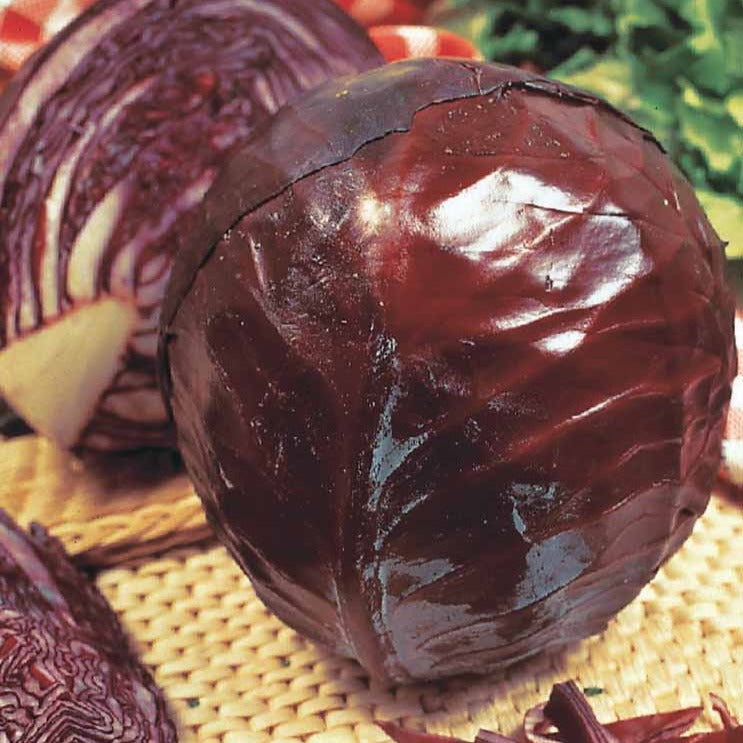 Rotkohl Tête Noire 3 - Willemse