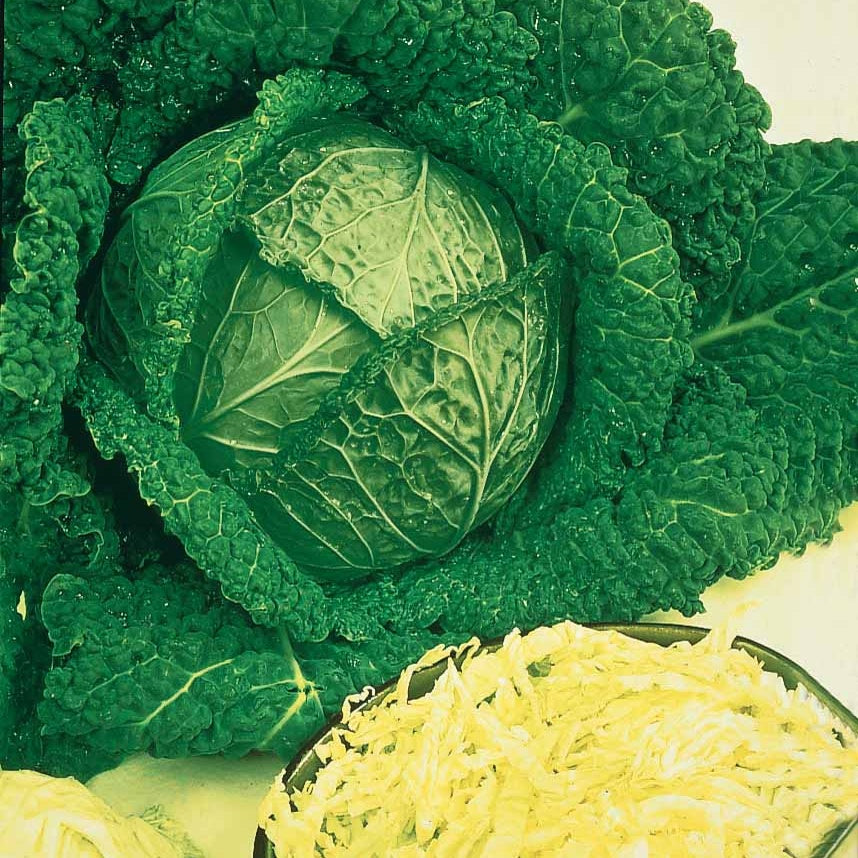 Brassica oleracea sabauda gros des vertus 2 - Wirsing ‘Gros des Vertus 2’ - Samen für Kohl