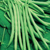 Buschbohne, mangetout ‘Castandel’ - Willemse