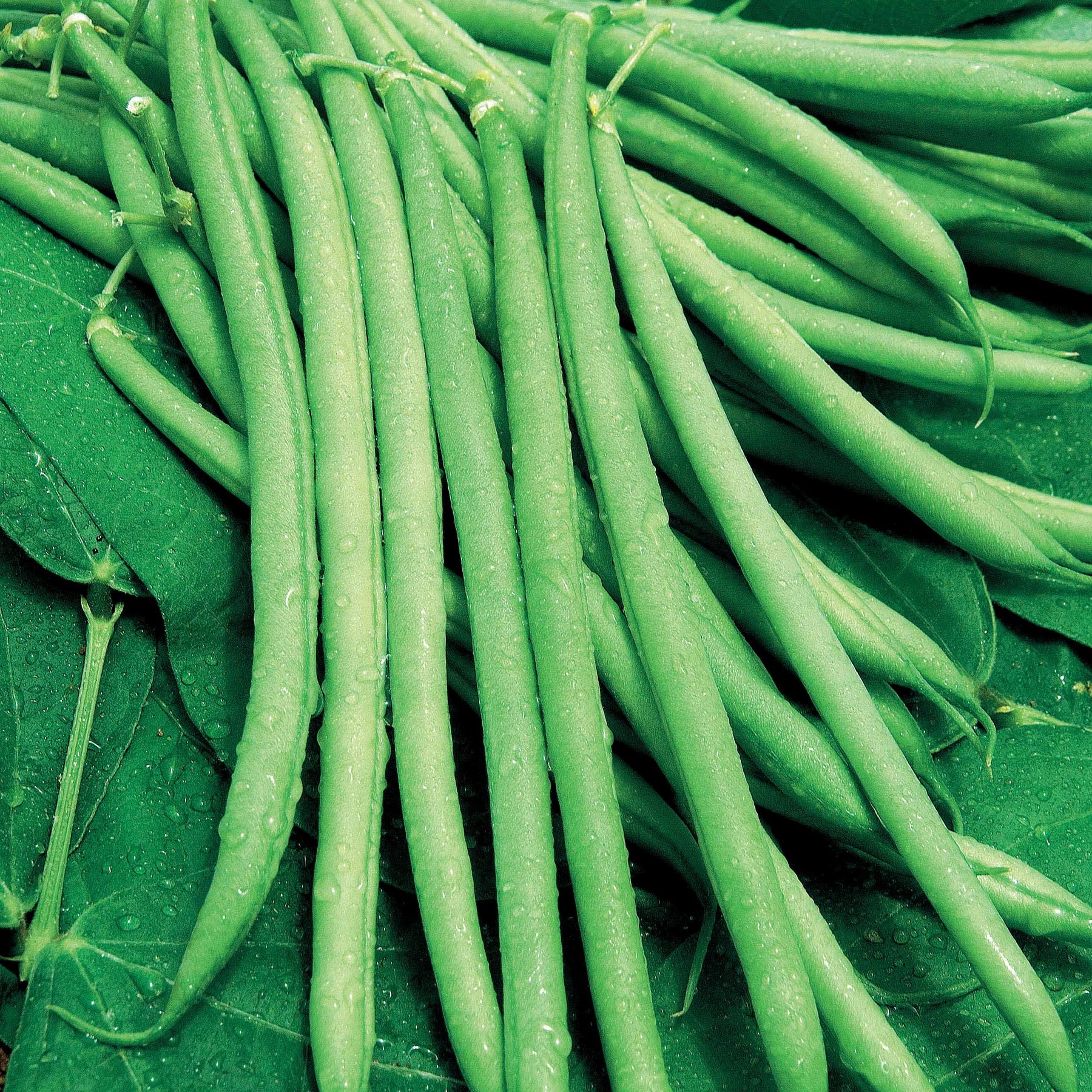 Buschbohne, mangetout ‘Castandel’ - Willemse