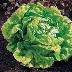 Kopfsalat ‘Reine de Mai’ Bio - Willemse