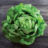 Kopfsalat Rigoletto - Lactuca sativa rigoletto - Willemse