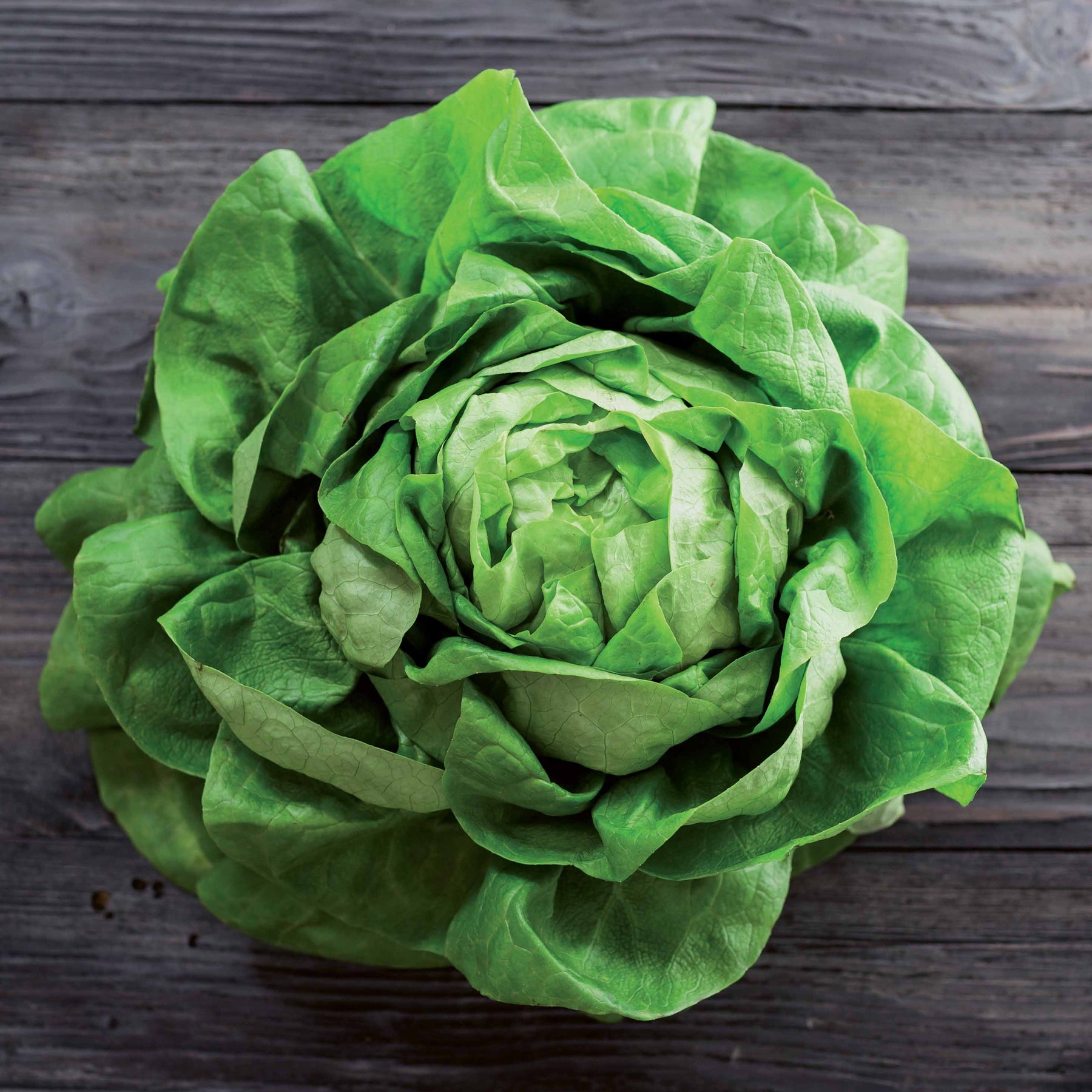 Kopfsalat Rigoletto - Lactuca sativa rigoletto - Willemse