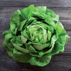 Kopfsalat Rigoletto - Lactuca sativa rigoletto - Willemse