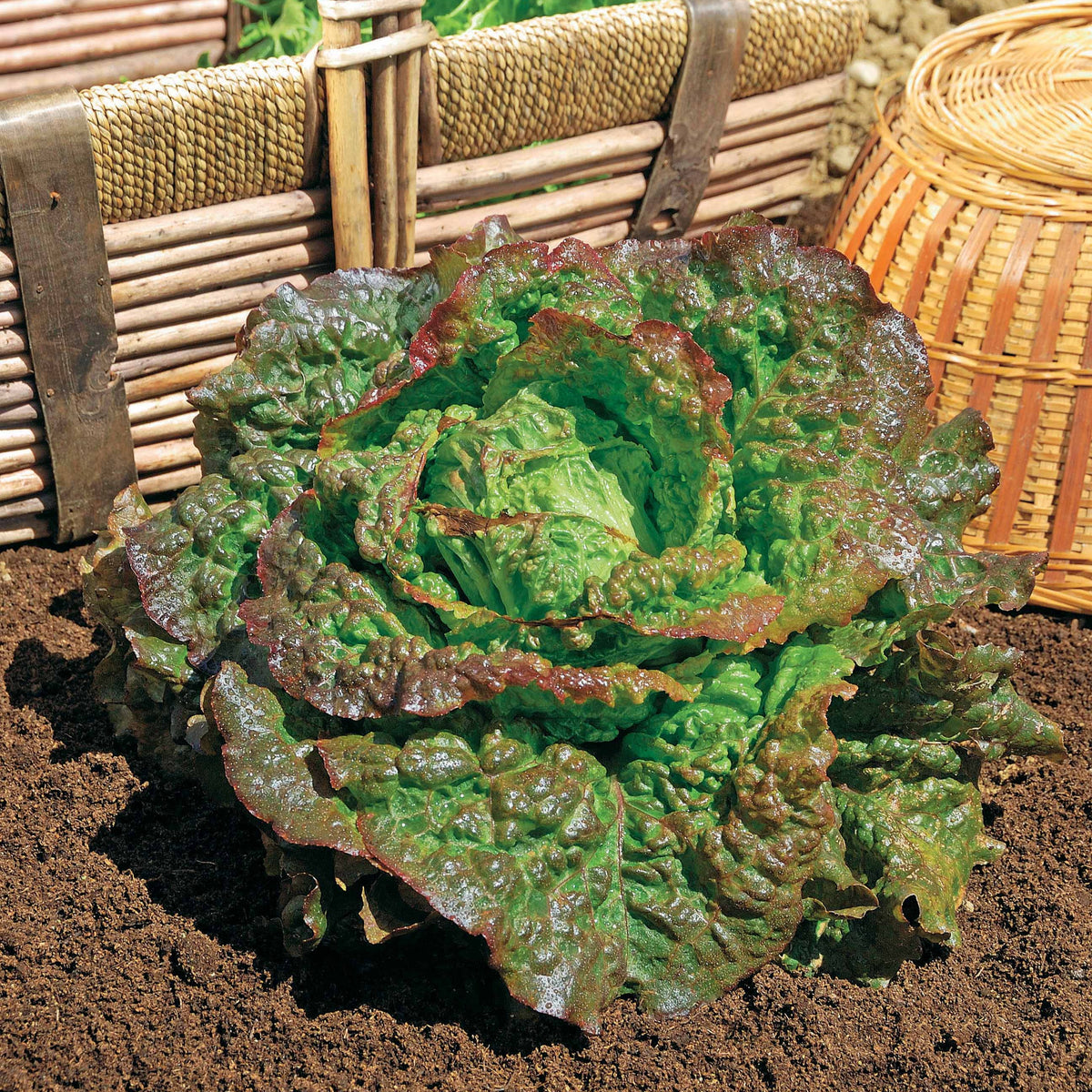 Roter Kopfsalat Grenobloise - Willemse