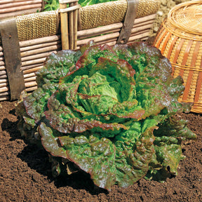 Bataviasalat ‘Rouge Grenobloise’ - Willemse