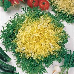 Cichorum endivia crispum fine de louviers - Friséesalat ‘Fine de Louviers’ - Cichorium - Wegwarte