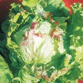 Bataviasalat ‘Blonde à bord rouge’ - Willemse