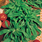 Holländischer breitblättriger Feldsalat - Willemse