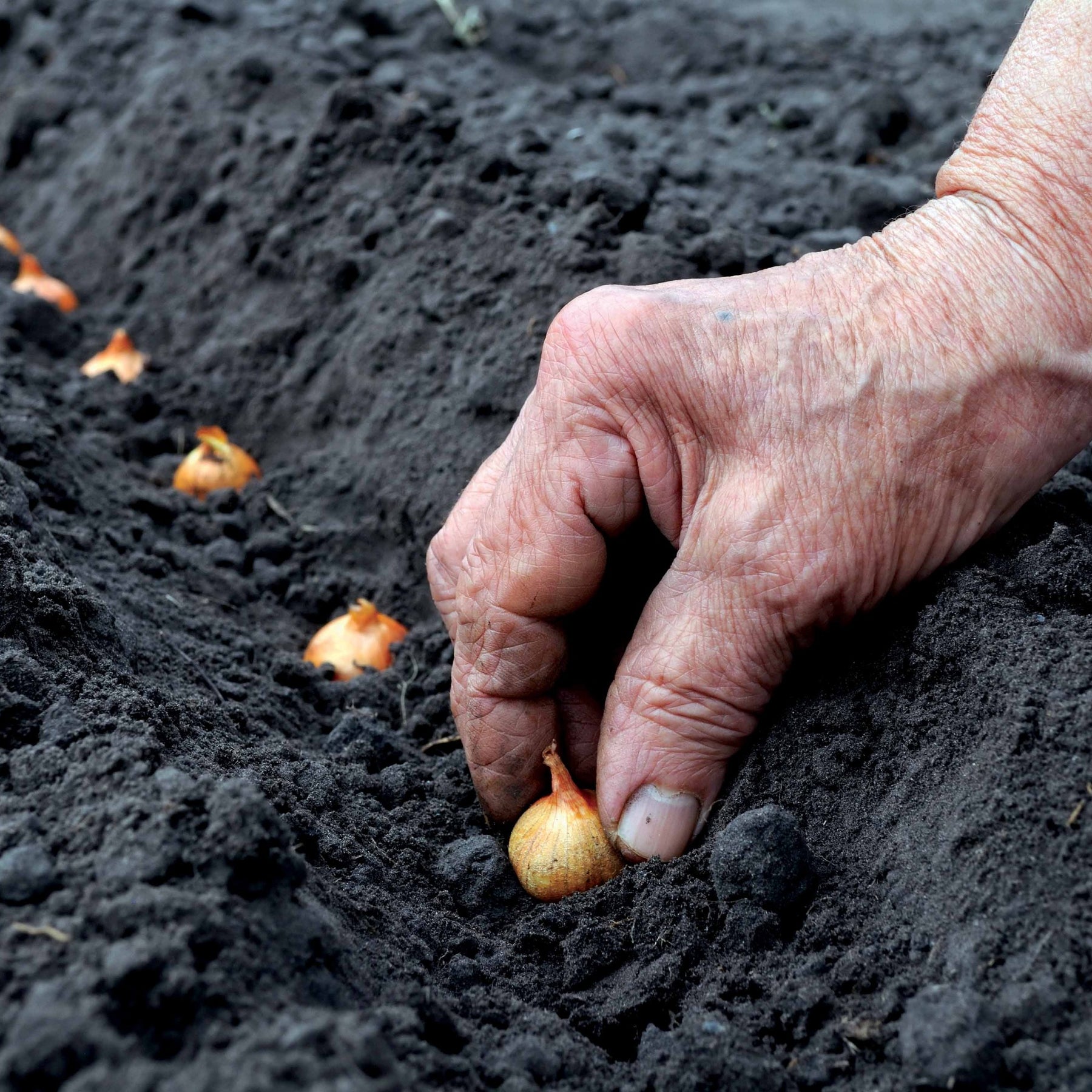 Allium cepa Paille des Vertus - Zwiebel Jaune - Zwiebelzwiebeln