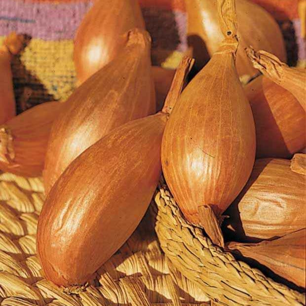 Zwiebel-Kollektion (x4)