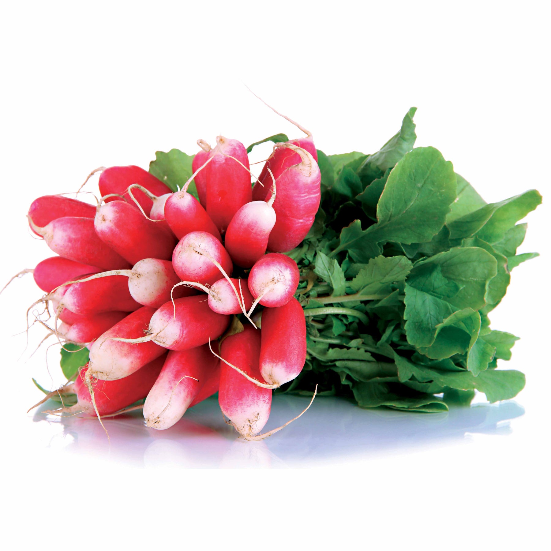 Bio-Radieschen ‘18 Tage’ (halb-lang) - Willemse