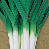 Porree Armor - Willemse