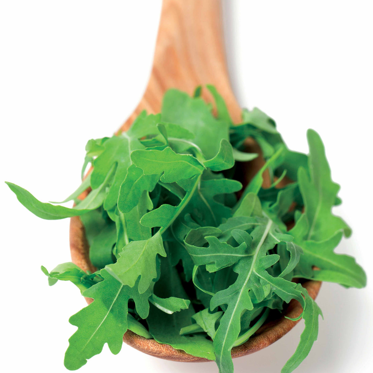 Eruca sativa - Rucola - Samen für Salate