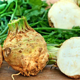 Knollensellerie ‘Géant de Prague’ - Apium graveolens rapaceum géant de prague - Willemse