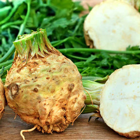 Knollensellerie ‘Géant de Prague’ - Apium graveolens rapaceum géant de prague - Willemse