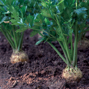 Knollensellerie ‘Géant de Prague’ - Willemse