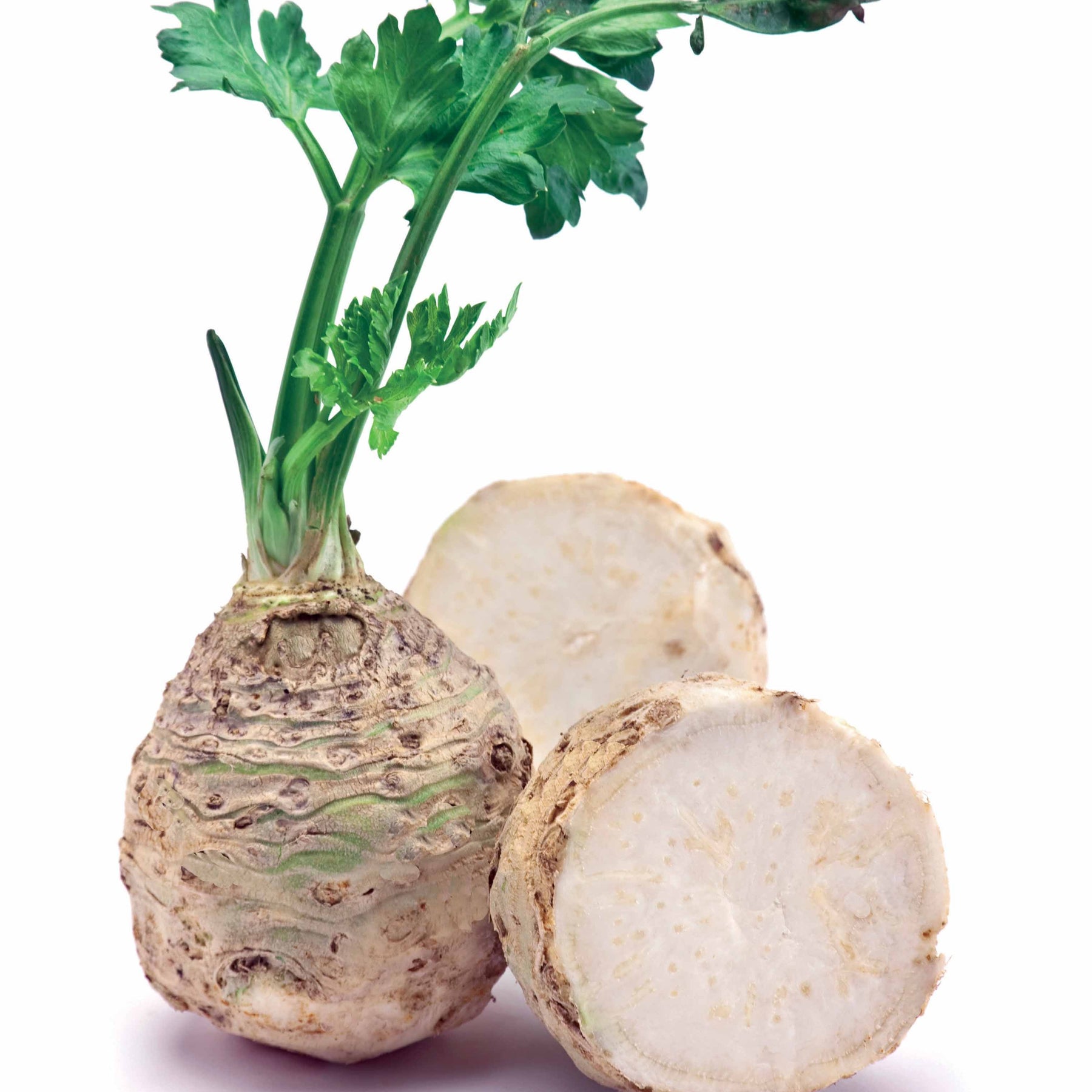 Apium graveolens rapaceum géant de prague - Knollensellerie ‘Géant de Prague’ - Samen für den Gemüsegarten