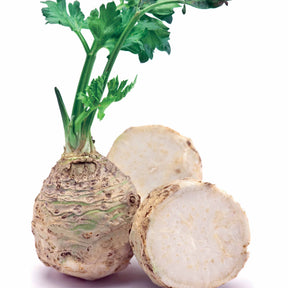 Apium graveolens rapaceum géant de prague - Knollensellerie ‘Géant de Prague’ - Samen für den Gemüsegarten