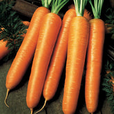 Karotte Flyaway F1 - Willemse