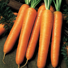 Karotte Flyaway F1 - Willemse