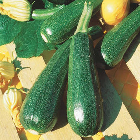 Zucchini Verte non coureuse des maraîchers - Cucurbita pepo verte non coureuse des maraîchers - Willemse