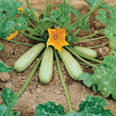 Zucchini ‘Grisette de Provence’ - Cucurbita pepo profusion (grisette de provence) - Willemse