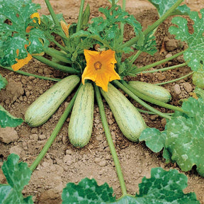 Zucchini ‘Grisette de Provence’ - Cucurbita pepo profusion (grisette de provence) - Willemse