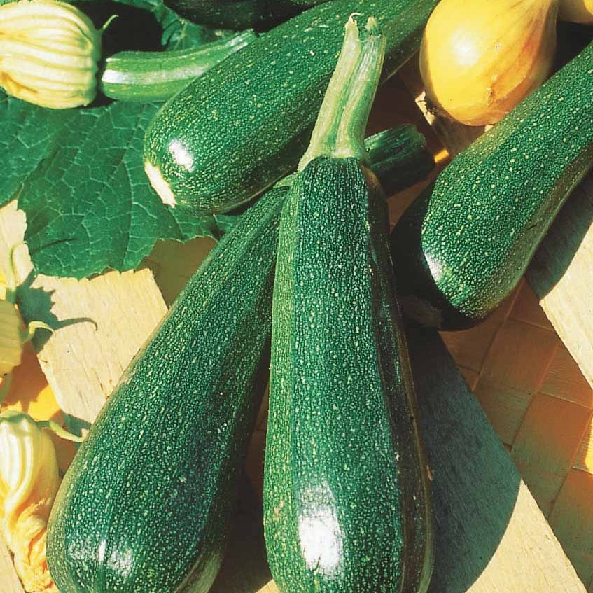 Grüne Zucchini der Gemüsegärtner - Cucurbita pepo  verte non coureuse des maraîchers - Willemse