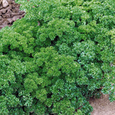 Krause Petersilie Dunkelgrün Bio - Willemse
