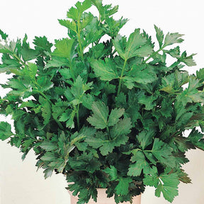 Verkauf Schnittsellerie - Apium graveolens