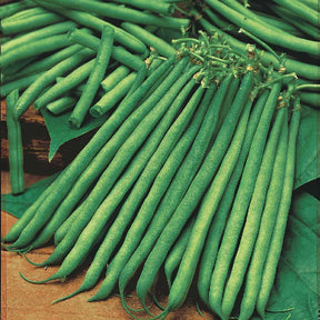 Buschbohne Niki - Willemse