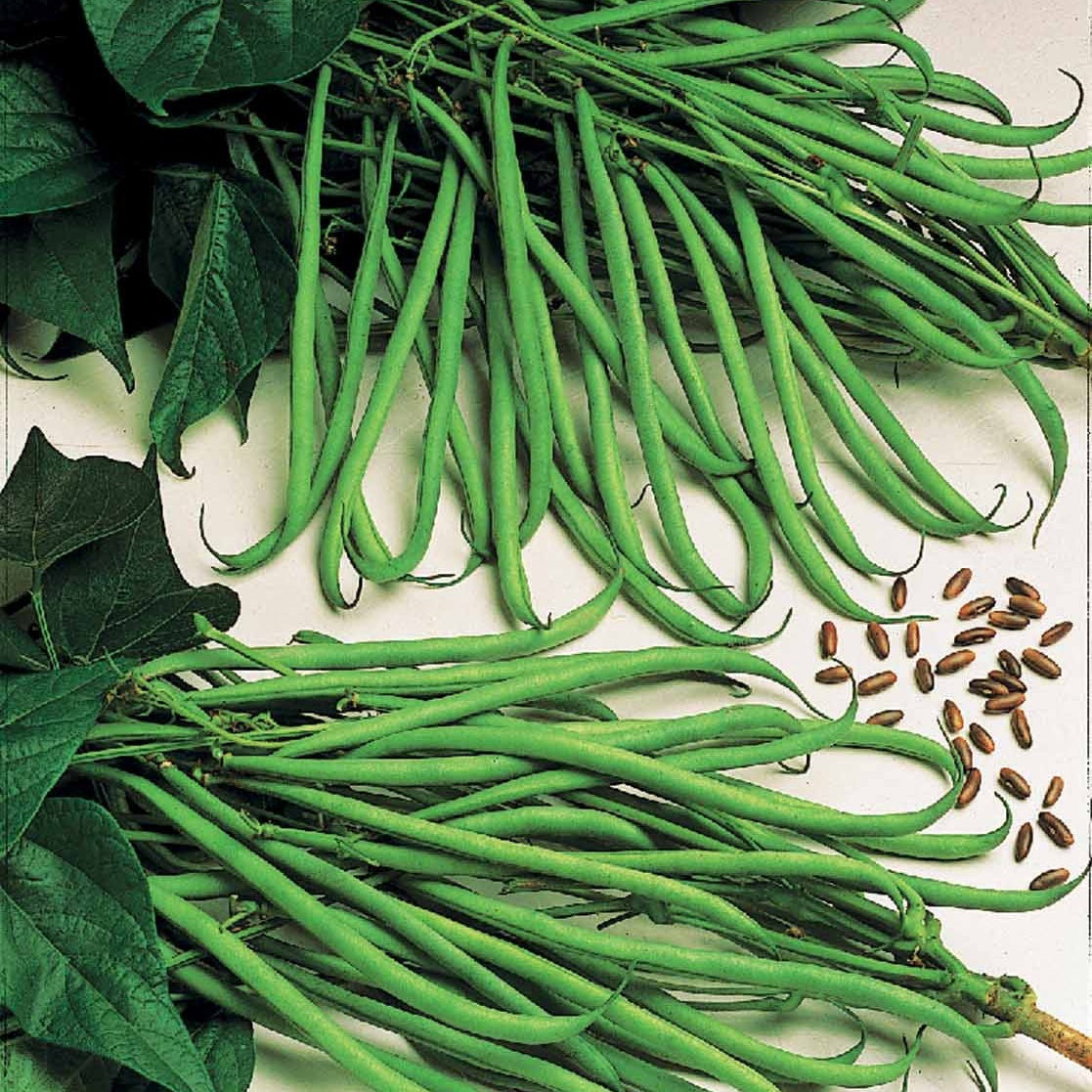 Buschbohne Cordoba - Willemse