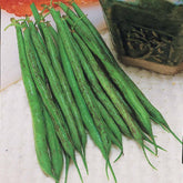 Buschbohne fein ‘Triomphe de Farcy’ - Willemse