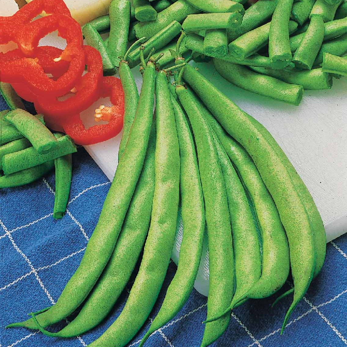 Buschbohne Contender - Phaseolus vulgaris Contender - Willemse