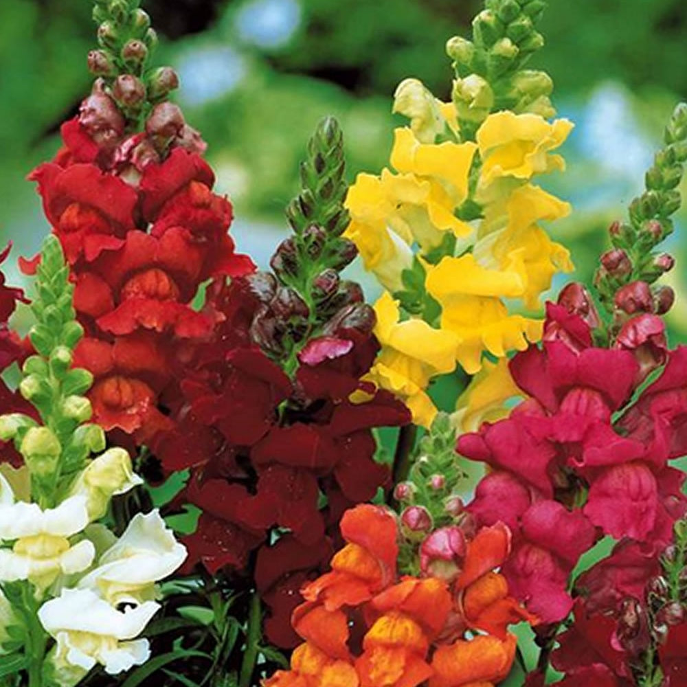 Tapis de graines massif ensoleillé - Sommerblumen-Saatteppich (x5) - Saatgenteppiche für Blumen